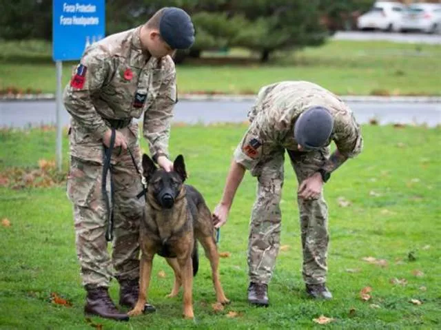 Police Offcier (Military Working Dog Handler) job opening at U.S. Marine Corps