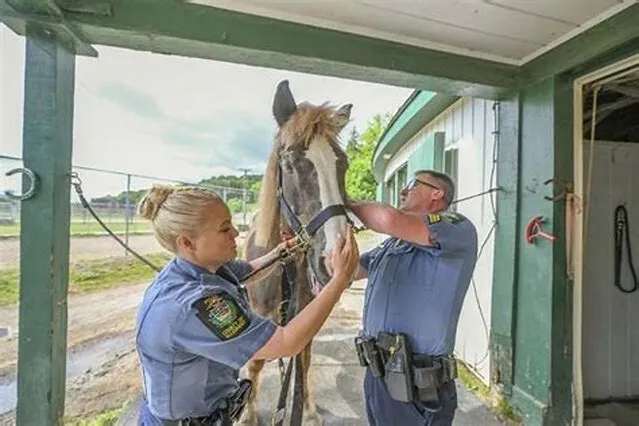 Animal Health Technician (Mounted Patrol Inspector) job opening at Animal And Plant Health Inspection Service