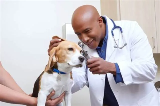 Veterinarian Nf-04 job opening at U.S. Army Medical Command