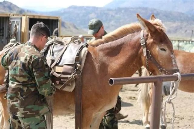 Horsemanship And Animal Packing Specialist job opening at U.S. Marine Corps