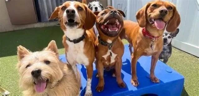 Recreation Assistant - Doggie Daycare job opening at Commander, Navy Installations Command
