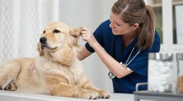 Lead Animal Caretaker job opening at U.S. Air Forces, Europe